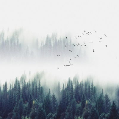   北欧墙纸松树林电视背景墙画云雾森林壁画客厅壁纸卧室定制墙布